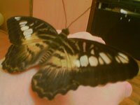 Parthenos silvia