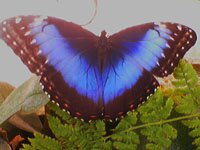 Morpho (�����)