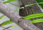 Hypolimnas bolina