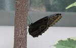 Morpho (�����)
