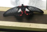 Papilio rumanzovia (�������� ���������)