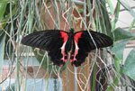 Papilio rumanzovia (�������� ���������)