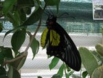 Troides rhadamantus (����������� ����������)
