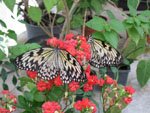 Idea leuconoe