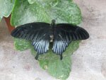 Papilio lowi (��������� �����)