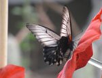 Papilio lowi (��������� �����)